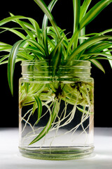 Spider Plant 