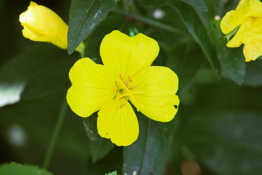 Fleur jaune sauvage en gros plan sur fond de feuillage vert naturel