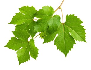 Fototapeta premium Fresh grape leaves