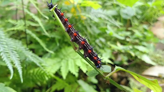 caterpillar on leaf