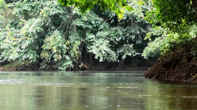 Kallar river seen from the area of Adavi Eco Tourism, Pathanamthitta, Kerala, India