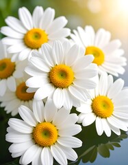 Fototapeta premium Close-up of white daisies