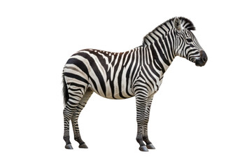 A single zebra standing in profile view, isolated on transparent background