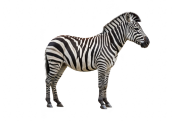 A single zebra standing in profile view, isolated on transparent background