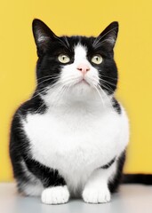 Obraz premium A fluffy black and white kitten with beautiful eyes looks curiously at a mouse