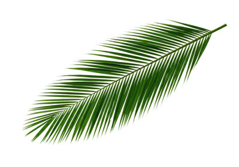 Obraz premium A single green palm leaf, isolated on a transparent background, showcasing natural beauty