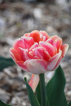 Tulipe rose et blanche en macro au printemps avec fond flou naturel