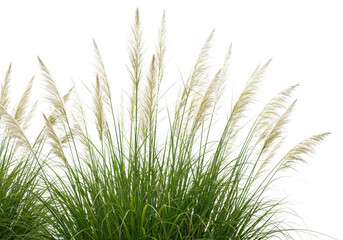 A closeup view of tall green grass with feathery plumes swaying gently, isolated on a transparent background