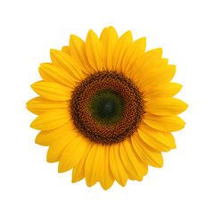 Fototapeta premium sunflower isolated on white background