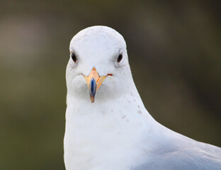 Macro d'une mouette prise de face