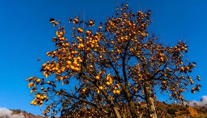 Autumn fruit tree against a clear blue sky