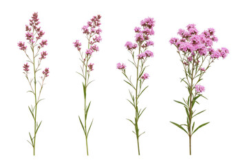 Naklejka premium Four delicate pink wildflowers with stems and leaves, isolated on transparent background