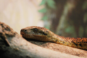 Macro d'un serpent sur une branche 