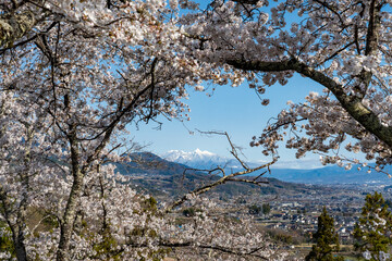 大法師公園の桜