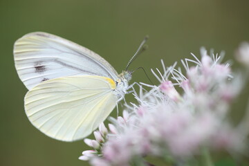 Pieris melete (Asian Black-veined White) in Hokkaido, Japan