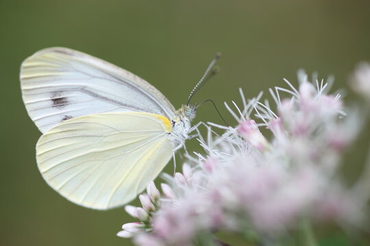 Pieris melete (Asian Black-veined White) in Hokkaido, Japan