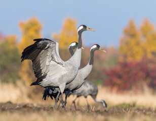 Obraz premium Cranes in Autumnal Field