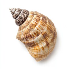 Obraz premium Close-up of a spiral seashell, light tan and brown, with intricate patterns, on a pure white background
