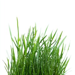Close-up of dewy grass blades against a white background