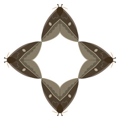 Geometrical cross shape frame with four butterflies. Moth Leucanella janeira with folded wings. Isolated vector illustration.