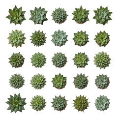 Obraz premium collection of green leaves