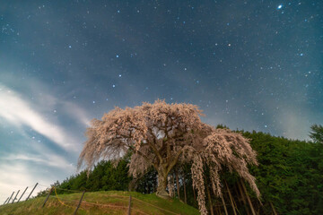 乙ヶ妻のシダレザクラと夜桜