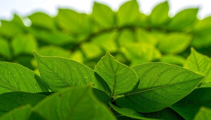 Lush green leaves close-up