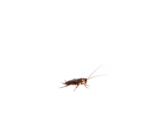 A cockroach with antennae and legs crawling on a transparent background, isolated on transparent background