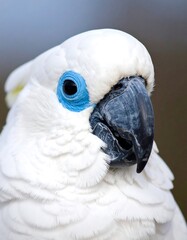 Close-up of a white cockatoo (1)