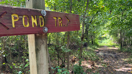trail through the woods
