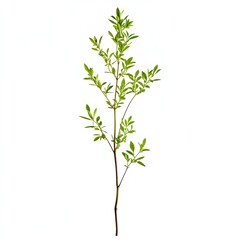 Fototapeta premium Isolated sprig of fresh green herb