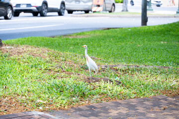 An elegant white heron stands gracefully on lush grass near a bustling road, contrasting nature...