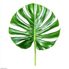 Close-up of a vibrant green monstera leaf against a white background (1)