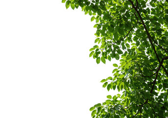 Naklejka premium Vibrant green leaves of a tree isolated on a transparent background, suggesting nature and growth
