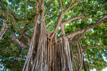 Magnificent banyan tree with aerial roots, a natural wonder of branching forms and lush green...