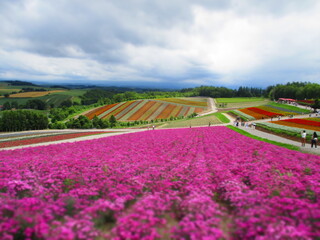 Shikisai Hill, Biei, Hokkaido, Japan - Diorama Effect