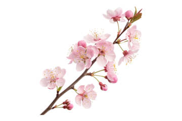 Closeup of cherry blossom branch isolated on transparent background in spring