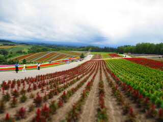 Shikisai Hill, Biei, Hokkaido, Japan - Diorama Effect