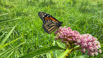 monarch butterfly on swamp milkweed