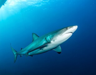 Naklejka premium Shark in deep blue water