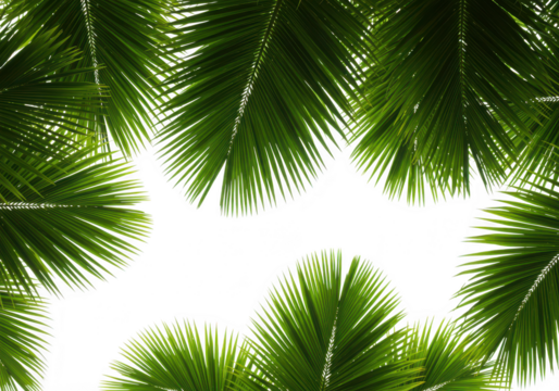 Vibrant green palm fr isolated on transparent background