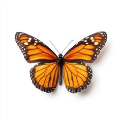 Monarch butterfly, orange and black wings, top view