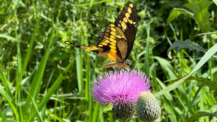 eastern giant swallowtail on thistle