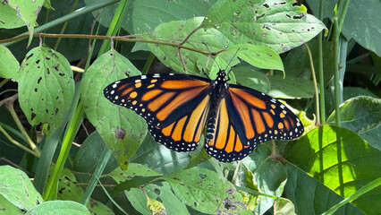 monarch butterfly on a leaf