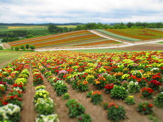 Shikisai Hill, Biei, Hokkaido, Japan - Diorama Effect