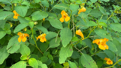 yellow flowers on bush
