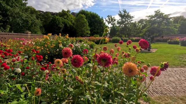 Colorful Dahlia Flowers in Botanical Garden on Sunny Day