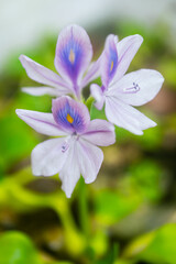 ホテイアオイの花