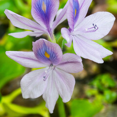キリギリス、きりぎりす、バッタ、夏の昆虫、メス、雌