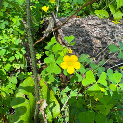 upright yellow wood sorrel flower